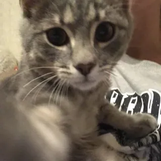 💩 e18d4838 kat, kitten, huisdier, dier, schattig telegram sticker