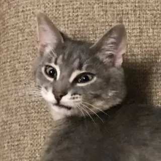 😡 e6541e96 kat, dier, huisdier, grijze kat, meme, grappig telegram sticker