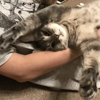 👹 f350a532 kat, huisdier, dier, huiskat, schattig, grijze kat telegram sticker