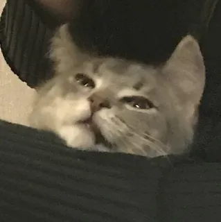 😖 fc2fecc1 kat, huisdier, dier, meme, grappig, schattig telegram sticker