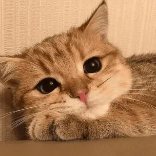 🙂 2b06393f Katze, süß, Tier, Haustier, Kätzchen, Hauskatze telegram sticker