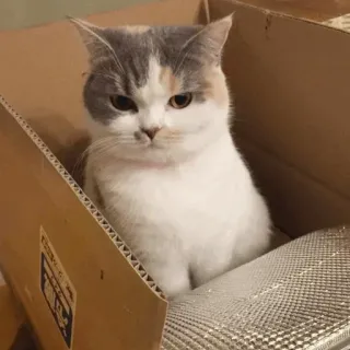 😒 4d851dda Katze, Tier, Haustier, Kiste, süß telegram sticker