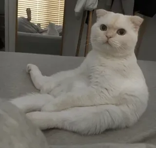 😐 ee3b713a Katze, Haustier, Haustier, Säugetier, Tier, Scottish Fold, süß telegram sticker