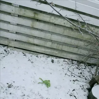 💚 a13d99c2 frog, snow, nature, winter, outdoors, toy telegram sticker