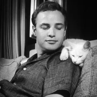 💸 28e97f0e 男, 猫, ポートレート, ヴィンテージ, 俳優, 有名人 telegram sticker