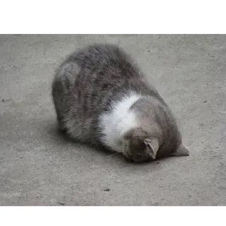 😭 22fdf2cc 고양이, 동물, 애완동물, 가축, 포유류, 고양이과 telegram sticker