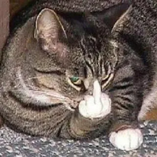 🖕 3477b42f 고양이, 가운데 손가락, 불쾌한, 무례한, 동물, 밈, 웃긴 telegram sticker
