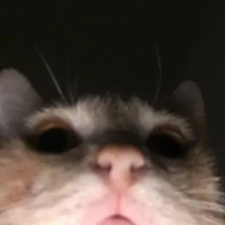 👀 42ecc7de 고양이, 동물, 애완동물, 클로즈업, 얼굴, 가축, 포유류 telegram sticker