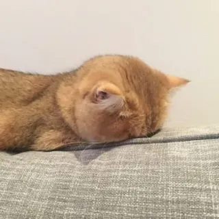 😭 666c83aa 고양이, 반려동물, 고양이과, 애완동물, 귀여운, 동물 telegram sticker