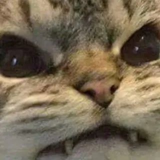 😡 93a04edd 고양이, 밈, 동물, 웃긴, 표정, 애완동물 telegram sticker