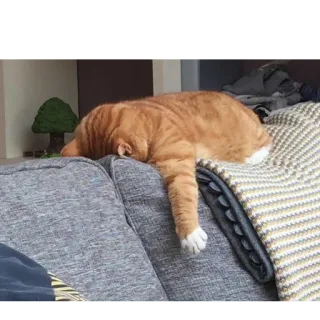 😭 a7e62739 고양이, 자는, 주황 고양이, 애완 동물, 소파, 게으른, 집고양이 telegram sticker