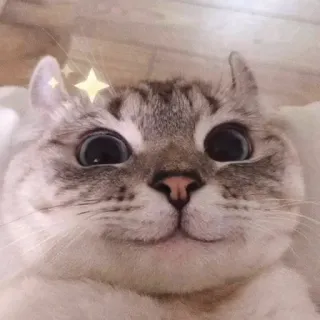 😊 e4d1ff9c 고양이, 귀여운, 동물, 애완동물, 집고양이, 눈, 새끼 고양이 telegram sticker