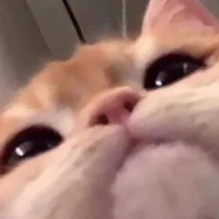 👀 ee7d9f6c 고양이, 밈, 동물, 웃긴, 애완동물, 귀여운, 얼굴, 클로즈업 telegram sticker