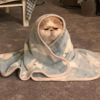 😭 f8cd26ee 고양이, 담요, 귀여운, 애완동물, 동물, 새끼 고양이, 웃긴, 감싸인 telegram sticker