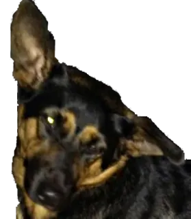 😉 37ce2270 chó, động vật, thú cưng, chó berger Đức telegram sticker