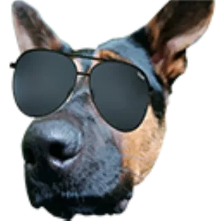 😎 4df1b9b2 chó, kính, động vật, thú cưng, kính râm, ngầu telegram sticker