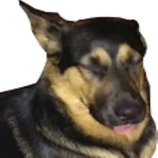 😝 c388b8ca chó, thú cưng, động vật, chó chăn cừu Đức, hài hước, buồn ngủ telegram sticker