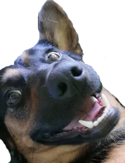 😂 df255f13 chó, động vật, thú cưng, hài hước, ngớ ngẩn, dễ thương telegram sticker