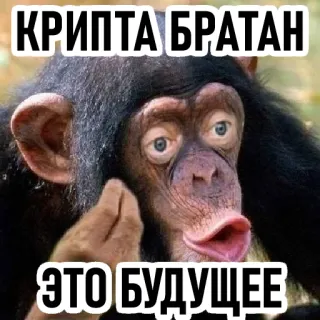 💩 c226c356 КРИПТА БРАТАН
ЭТО БУДУЩЕЕ crypto, singe, mème, futur whatsapp sticker