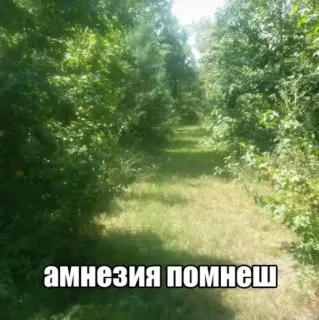 🌟 6237cf45 амнезия помнеш bos, pad, amnesie, natuur, bomen telegram sticker