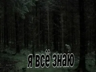 🌟 ef948925 Я ВСЁ ЗНАЮ bos, tekst, Russisch, donker, bomen telegram sticker
