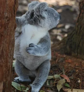 🐨 027189db koala, binatang, satwa liar, marsupial, imut, australia, alam whatsapp sticker