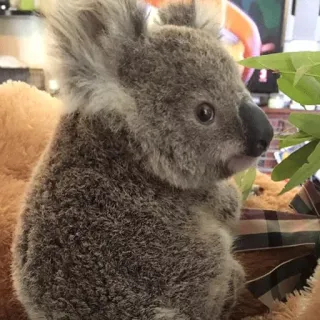 🐨 1910d8d5 koala, binatang, satwa liar, marsupial, lucu, berbulu, australia, alam whatsapp sticker