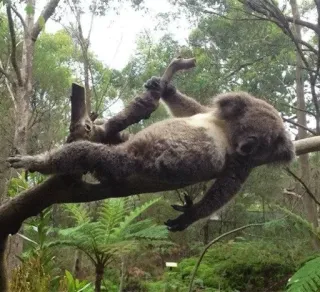 🐨 284200c9 koala, binatang australia, satwa liar, marsupial, pohon, alam, binatang, lucu whatsapp sticker