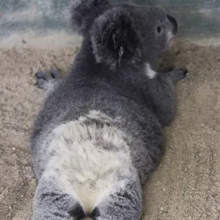 🐨 2bccb6e8 koala, binatang, satwa liar, marsupial, australia, lucu, alam whatsapp sticker