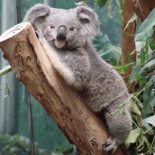 🐨 3049911e koala, binatang, satwa liar, marsupial, australia, alam whatsapp sticker