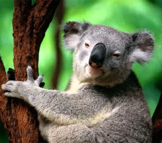 🐨 362abf75 koala, binatang, imut, jari tengah, kasar, gestur ofensif whatsapp sticker