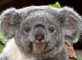 🐨 414eef49 koala, binatang, alam liar, marsupial, australia, lucu, berbulu whatsapp sticker
