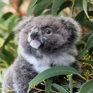 🐨 4866266a koala, binatang, satwa liar, imut, daun, australia, marsupial whatsapp sticker