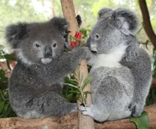 🐨 4b422075 koala, binatang, satwa liar, marsupial, australia, alam, imut whatsapp sticker