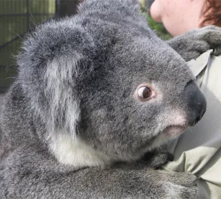 🐨 6dd36a8f koala, binatang, satwa liar, marsupial, australia, imut, berbulu whatsapp sticker