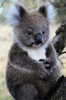 🐨 7f512c04 koala, binatang, lucu, satwa liar, marsupial, alam whatsapp sticker