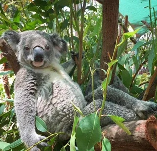 🐨 9a824d5c koala, australia, hewan, mamalia, satwa liar, pohon, alam whatsapp sticker