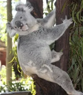 🐨 9e2693a9 koala, binatang, satwa liar, alam, mamalia, marsupial, australia, pohon whatsapp sticker