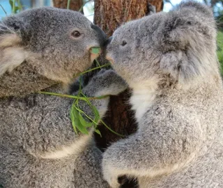 🐨 9ea35d9b koala, hewan, marsupial, satwa liar, alam, australia, lucu whatsapp sticker