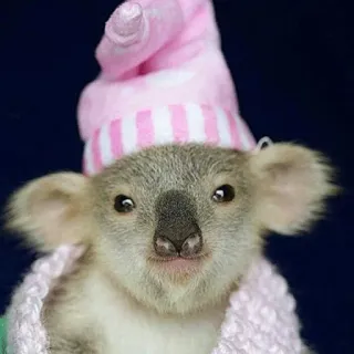 🐨 abb67e1d koala, binatang, mamalia, topi, syal, imut whatsapp sticker