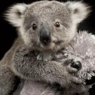 🐨 ad164c29 koala, hewan, imut, satwa liar, marsupial, australia, mamalia whatsapp sticker