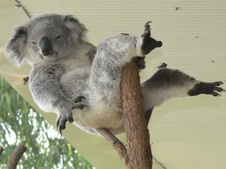 🐨 b18a12f0 koala, binatang, australia, satwa liar, pohon, imut whatsapp sticker