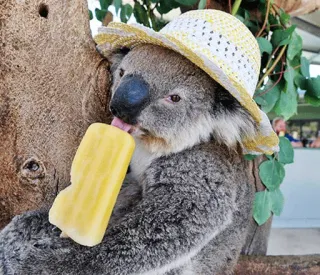 🐨 d4ff3317 koala, es loli, topi, binatang, imut, musim panas, senang, es krim whatsapp sticker