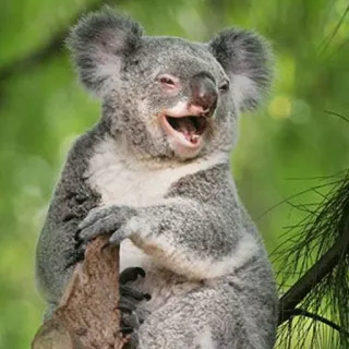 🐨 de708e61 koala, hewan, lucu, satwa liar, australia, mamalia whatsapp sticker