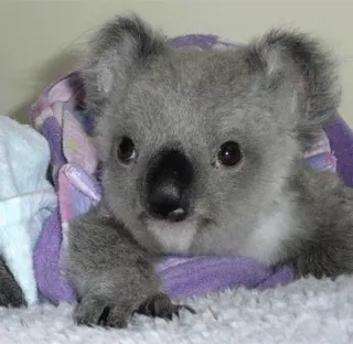 🐨 ebc4d206 koala, binatang, imut, marsupial, satwa liar, australia whatsapp sticker