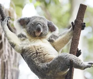 🐨 f8a28f0c koala, binatang, marsupial, australia, lucu, satwa liar, pohon whatsapp sticker