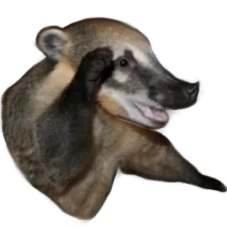 👊 00cf7f34 носуха, животное, млекопитающее, дикая природа, милый, природа telegram sticker