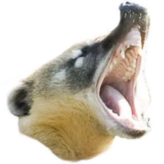 💤 1335be8b носуха, животное, млекопитающее, дикая природа, фауна, природа telegram sticker