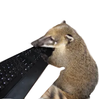 💻 6d18a24c носуха, клавиатура, животное, компьютер, млекопитающее, набор текста telegram sticker