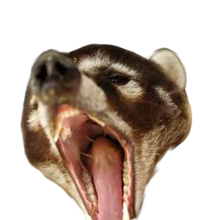 😡 77fafb1e животное, млекопитающее, носуха, нос, рот, открытый, лицо telegram sticker